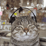 head-bobbing-headphones-cat-animated-avatar.gif