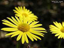 tb_mecsek_yellow_flower.jpg