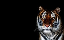 1305562502-tiger-fractal-fractals-wild-cat-cats-animal-wallpaper-wallpaper.jpg