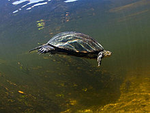 national_geographic_july_2012_31.jpg