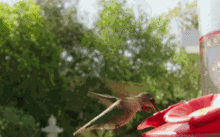 hummingbirds_high_fps-45880.gif