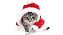 christmas_cat_1920x1080-hdtv-1080p.jpg