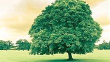 green_tree_in_ireland_1920x1080-20hdtv-201080p.jpg