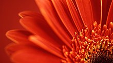close-up-red-flower.jpg
