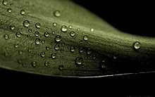 droplets_by_mr808.jpg