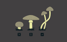 mushrooms.png