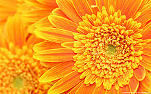 yellow-flower-closeup.jpg