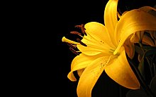 yellow-flower.jpg