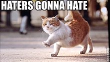 hater-cat.jpg