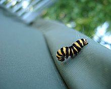 caterpillar_by_dkf.jpg