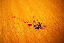 dead-mosquito-photo001.jpg