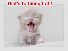 too-funny-lol-cat.jpg