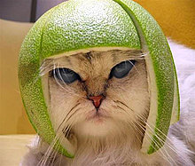 lime_cat.jpg