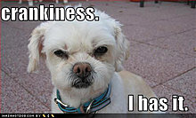 loldogs-cute-puppy-pictures-crankiness.jpg