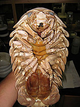 giant_isopod2.jpg