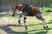 okapi2.jpg