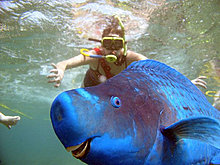 the_blue_parrotfish2.jpg