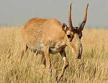 the_saiga_antelope.jpg