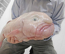 blob_fish2.jpg