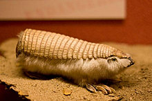 pink_fairy_armadillo.jpg