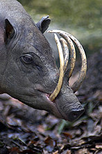 the_babirusa.jpg