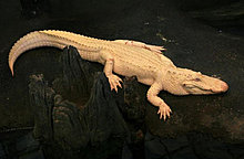 albino_alligator.jpg