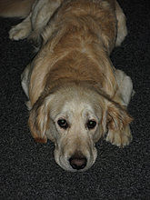 aldo_the_golden_retriever_04.jpg