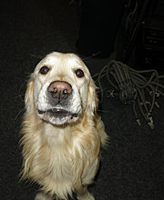 aldo_the_golden_retriever_06.jpg