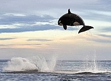orca_flying.jpg