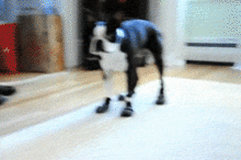 funny_dogs_05.gif