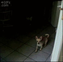 funny_dogs_07.gif