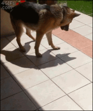 funny_dogs_09.gif