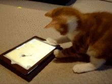funny_cats_04.gif