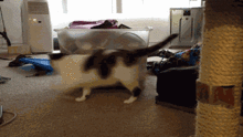 funny_cats_05.gif