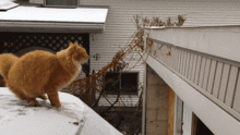 funny_cats_07.gif