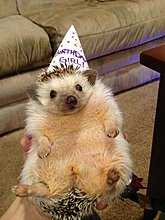 happy_birthday_pet_07.jpg