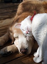 pets_love_42.jpg