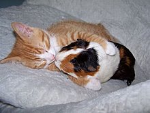 pets_love_46.jpg