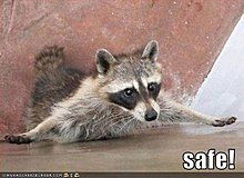 funny-pictures-raccoon-baseball-safe.jpg