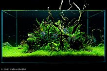 paludarium_240.jpg