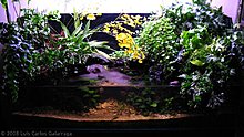 paludarium_505.jpg