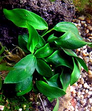 anubias_barteri.jpg