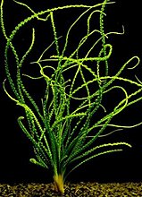 crinum_calamistratum.jpg