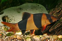 botia_machracanthus.jpg