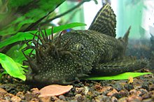 ancistrus_bristlenose.jpg