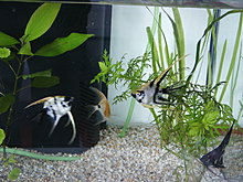 pict6233.jpg