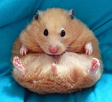 hamster_funny_4.jpg