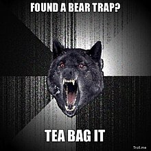 bear.jpg