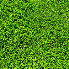 the_new_ipad_wallpaper_2048x2048_green-grass.jpg