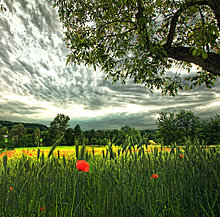 the_new_ipad_wallpaper_2048x2048_poppies-spikelets.jpg